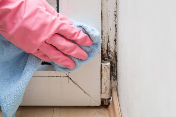 Environmental Consulting for Mold Prevention